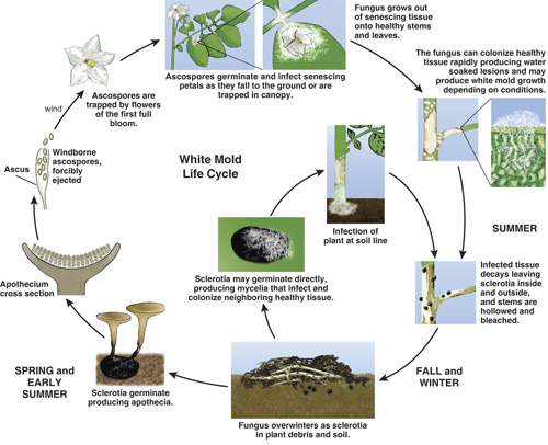 Disease cycle