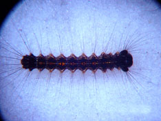 Gypsy moth caterpillar Gypsy moth caterpillar