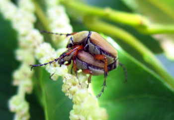 Rose chafers mating