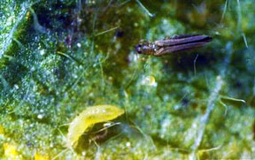 Wester flower thrips