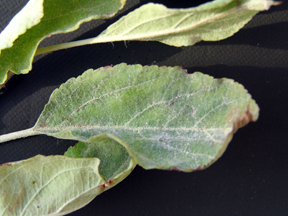 powdery mildew