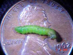 Webspinning sawfly larva Webspinning sawfly larva