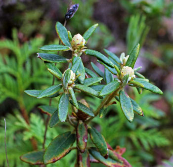  Labrador tea