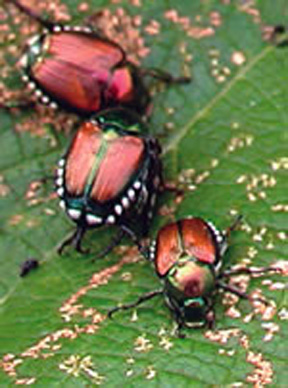 Japanese Beetle