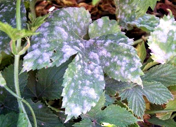 Downy mildew