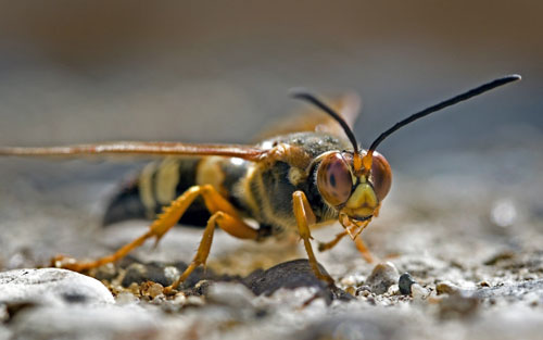 Cicada killer