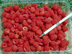 Raspberries Raspberries