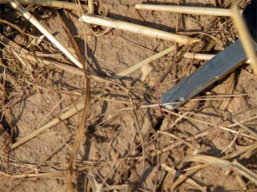 Dead red clover plant