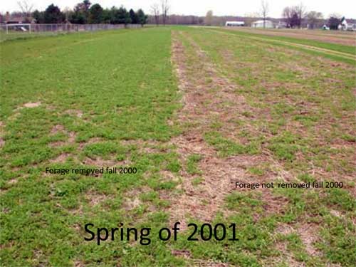 Mowed vs. not mowed red clover field