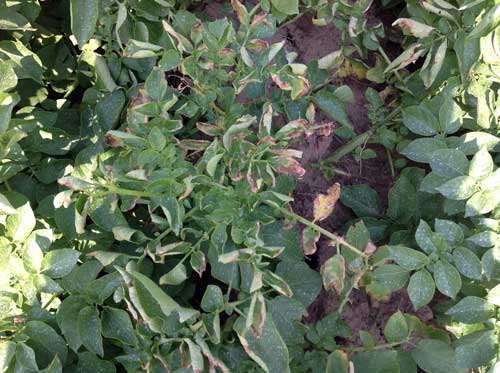 Stem lesions on potato