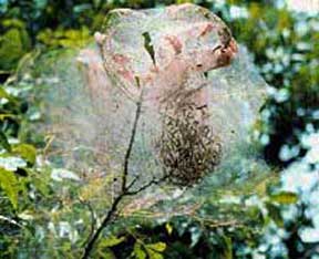 Silky tent Silky tent