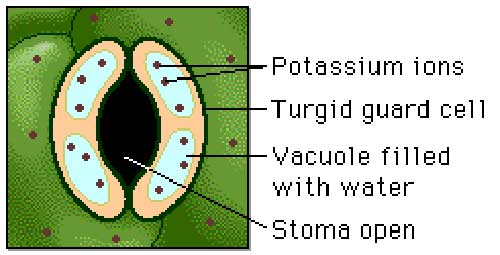 Stomate