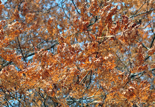 Injured leaves