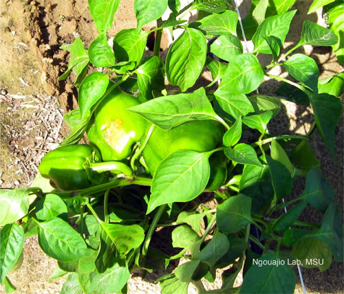 Sunburn on fruit