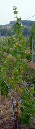 Grape vine stressed on sandy soil