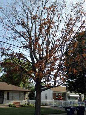 dead sugar maple