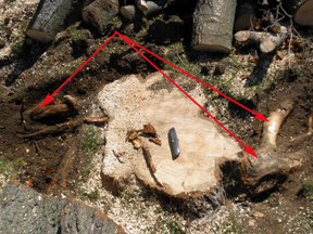 rotted roots