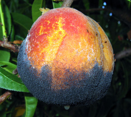 Rhizopus rot on peach Rhizopus rot on peach