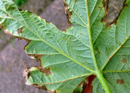 Potato leafhopper damage