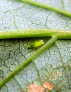 Potato leafhopper nymph