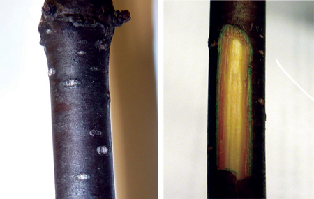 Bark and wood.