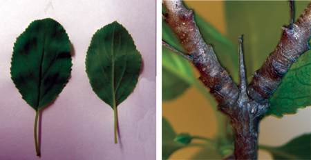 Leaves and branches.