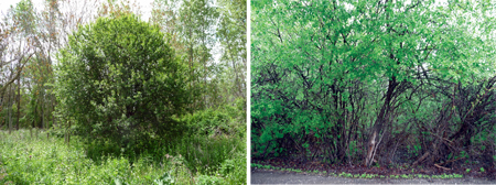 Shrubs and Appearance