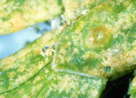 Spider mite feeding damage