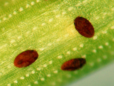 Pine needle crawlers