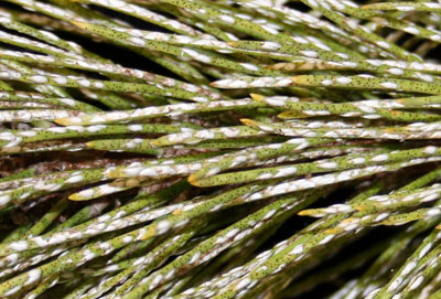 Pine needle crawlers
