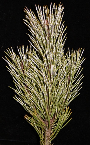 Pine needle scale