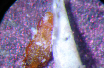 Pine needle scale detached