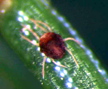 Admes mite adult