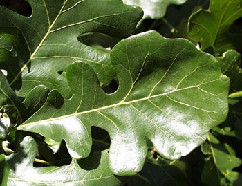 Bur oak