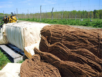 Coconut coir string