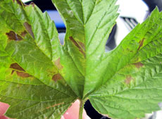 Downy mildew lesions