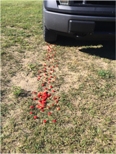 Car driving over cherries.