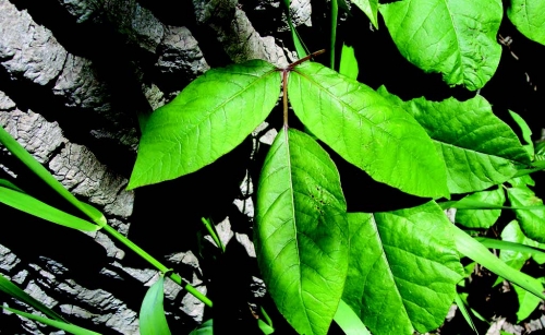 Poison ivy leaves