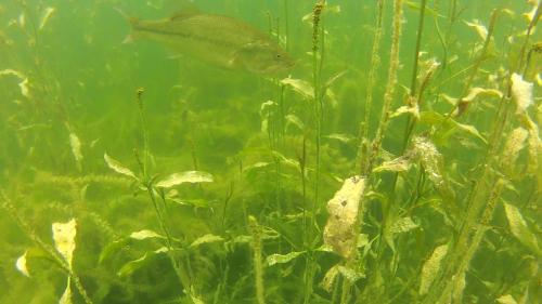 Aquatic vegetation image.