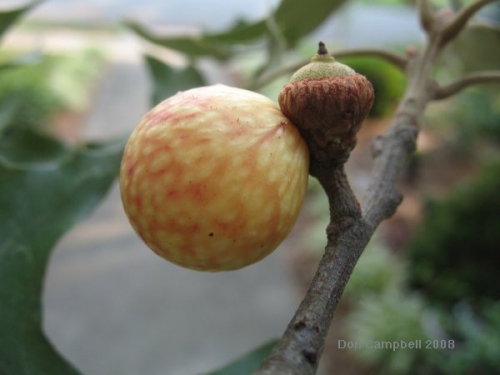 Gall on an oak tree