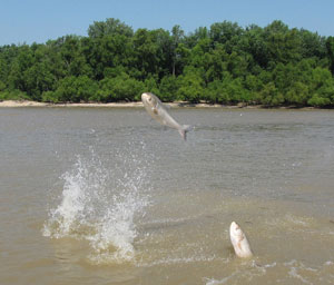 Asian Carp