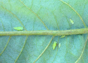 Potato leafhoppers