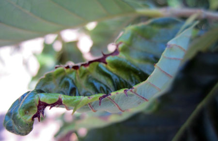 Potato leafhopper feeding damage