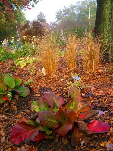 Bergenia in the fall