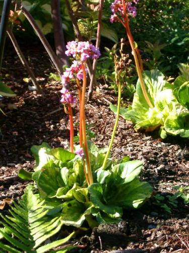 Bergenia in the spring