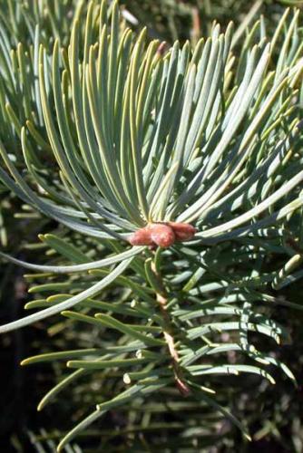 Fir needles