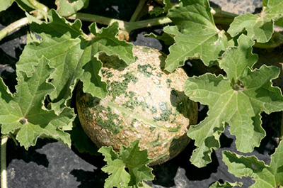 cucumber beetle damage on fruit