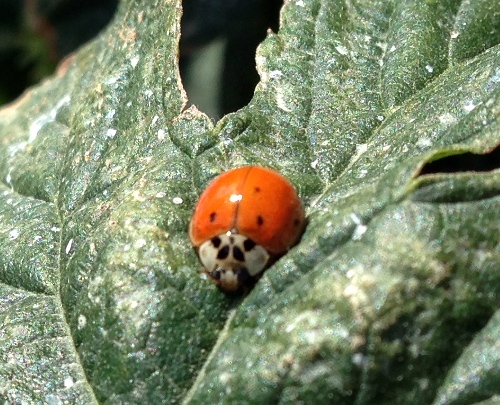 Ladybeetle