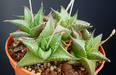 Haworthia cacti