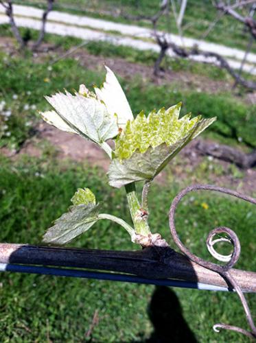 Emerging Chambourcin shoots